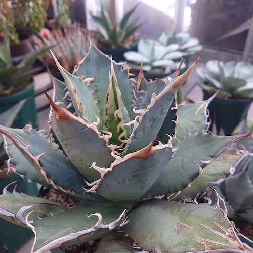 アガベ チタノタ オアハカ Agave titanota Oaxaca 20