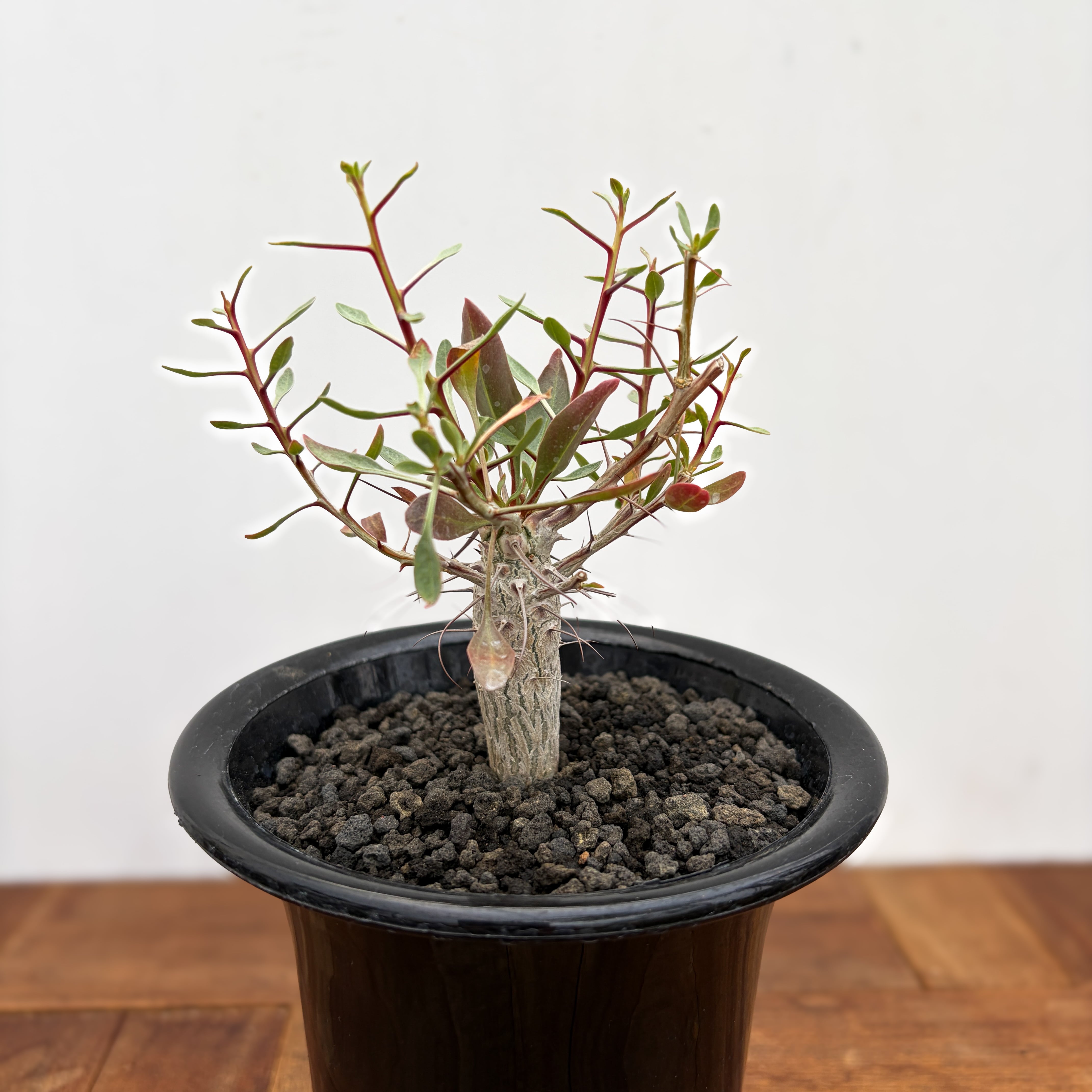 Fouquieria columnaris【フォークイエリア・コルムナリス・観峰玉