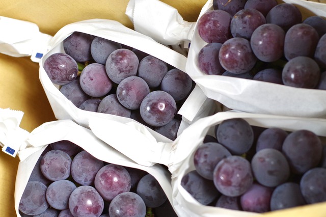 種なし巨峰 ３～４房（１．５ｋｇ以上）