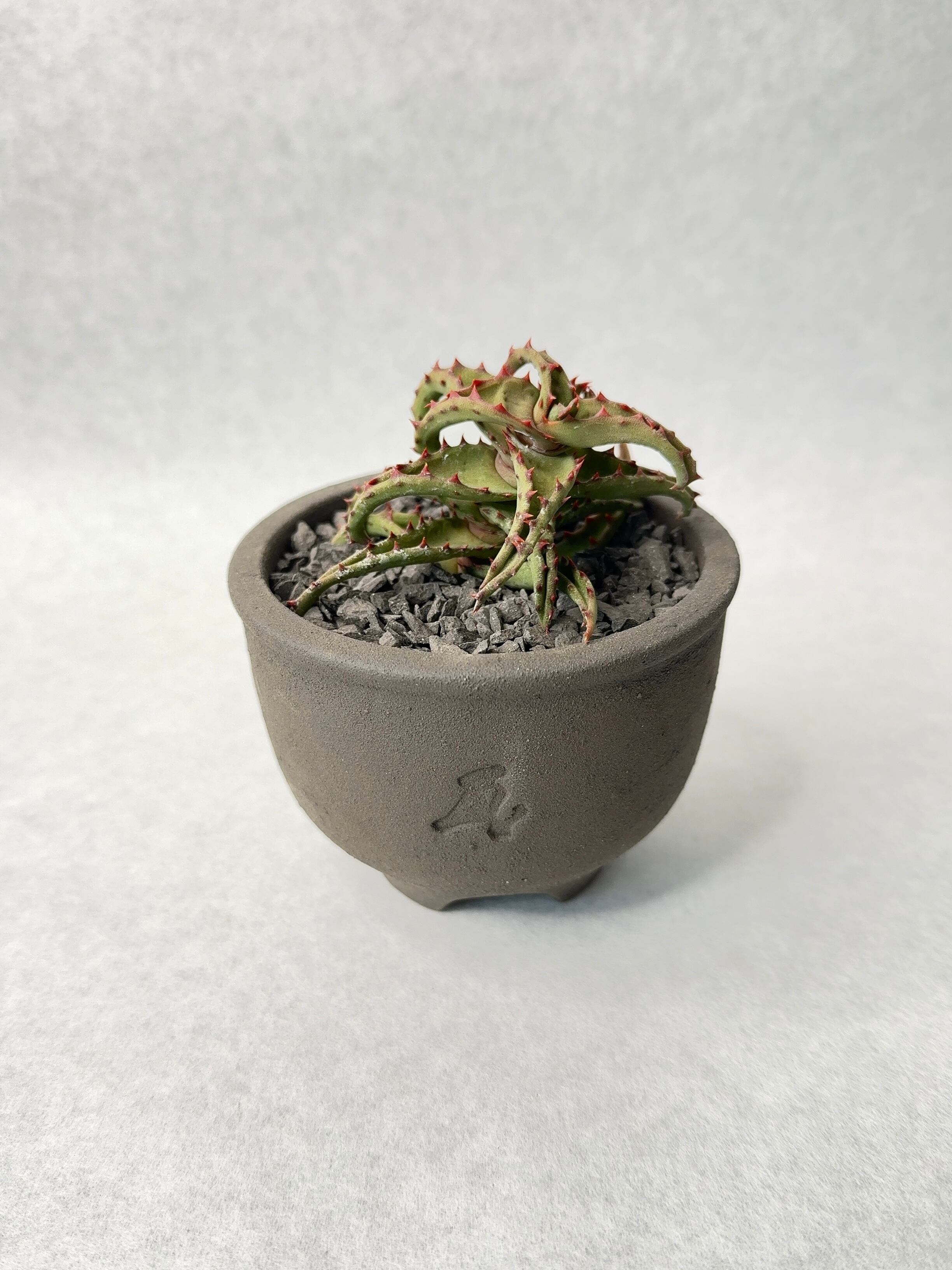 アロエ・カスティロニアエ | trigger