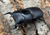 【WD】《ドルクス zhouchaoi(メンシウス ssp.) 27mm ペア》