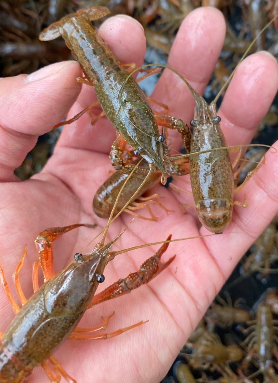 餌用 アメリカザリガニ 10cm前後 100匹