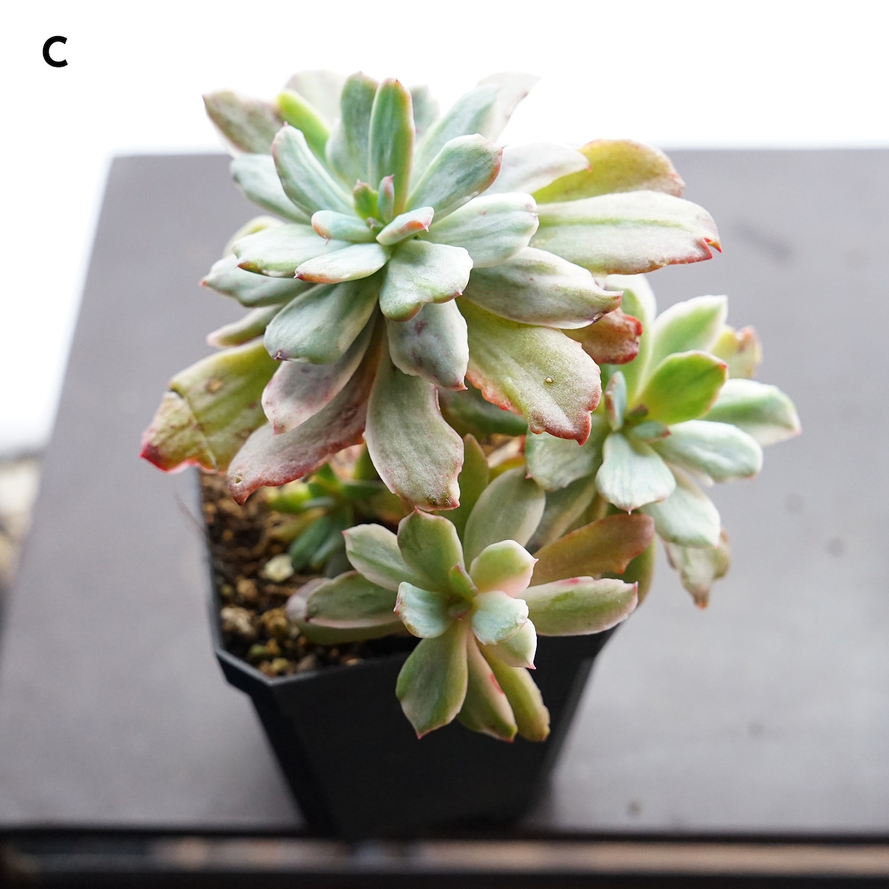 選べる抜き苗 ホルウェイ錦 大株群生1〜6頭 Echeveria 'Holwayi Variegated'