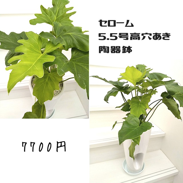 観葉植物 セローム 5 5号高穴あき 陶器鉢 札幌 花屋 花だより 札幌市北区のお花屋さん 観葉植物 セローム 5 5号高穴あき 陶器鉢 札幌 花屋 花だより 札幌市北区のお花屋さん