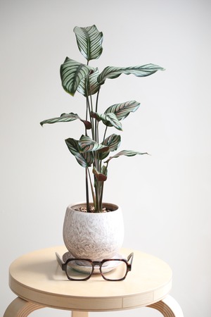 【M】カラテア ホワイトスター/Calathea White star