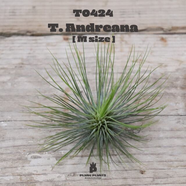 【送料無料】アンドレアナM〔エアプランツ〕現品発送T0424