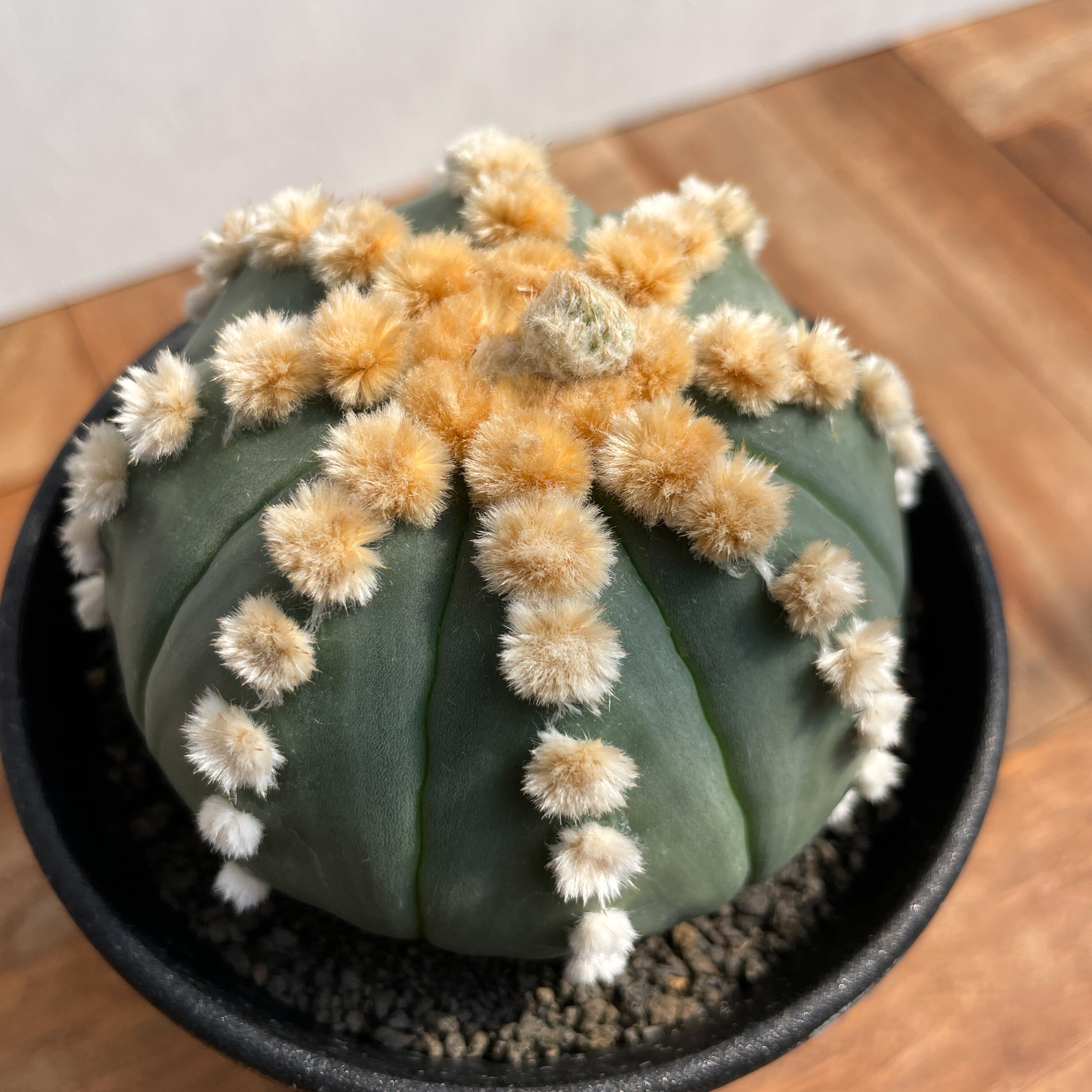 Astrophytum asterias f.nudum【アストロフィツム・瑠璃兜】 | RIMO'S