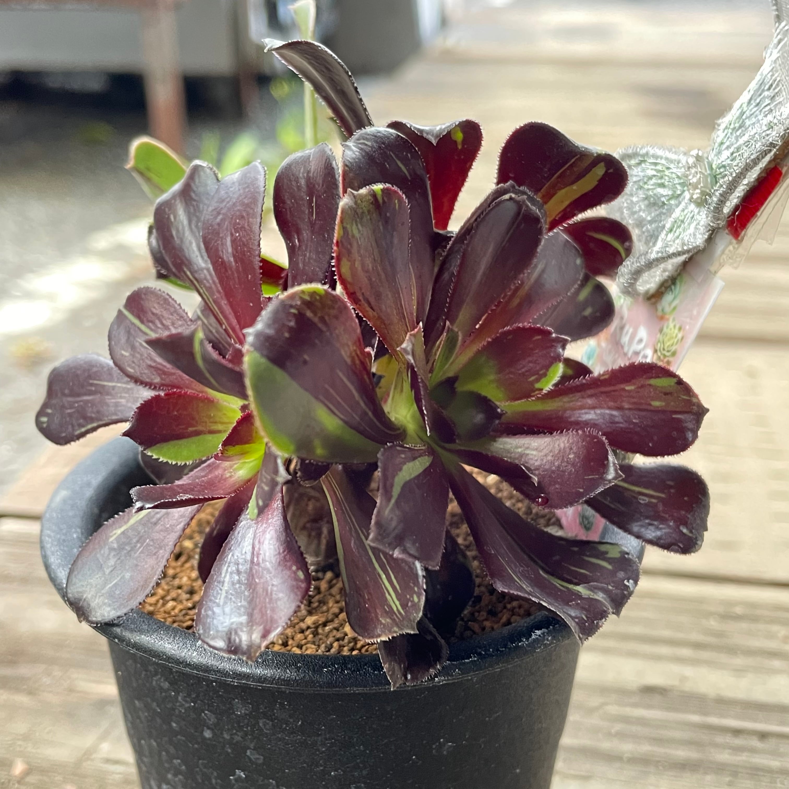 T)ビックバン アエオニウム | RuPo 多肉植物専門店