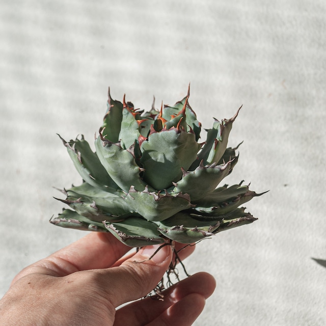 【初売り!!】アガベ 蠍蟹B (ヒメサソリガニ) No.1