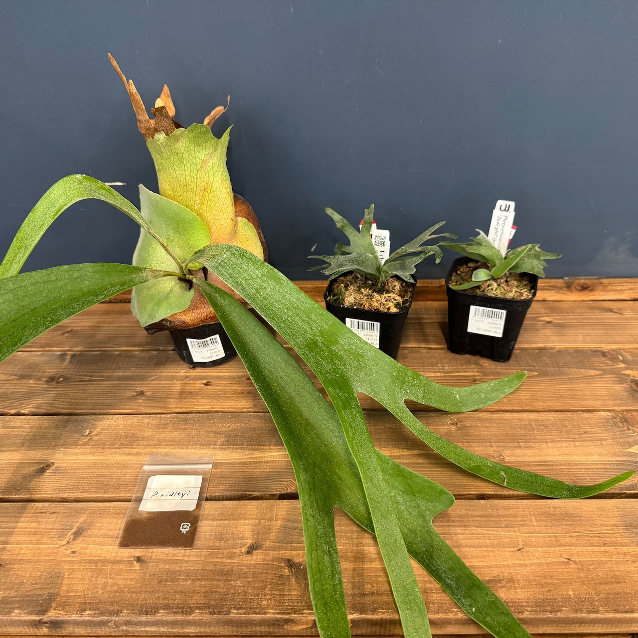 2026年 ビカクシダ福袋 20000円