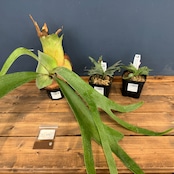 2026年 ビカクシダ福袋 20000円