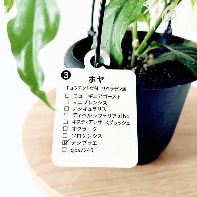 【残り一点】ホヤ・デシプラエ 4号 ｜花芽付き・吊り鉢仕立て＊国内希少種 観葉植物【calm cafe × GreenBell】