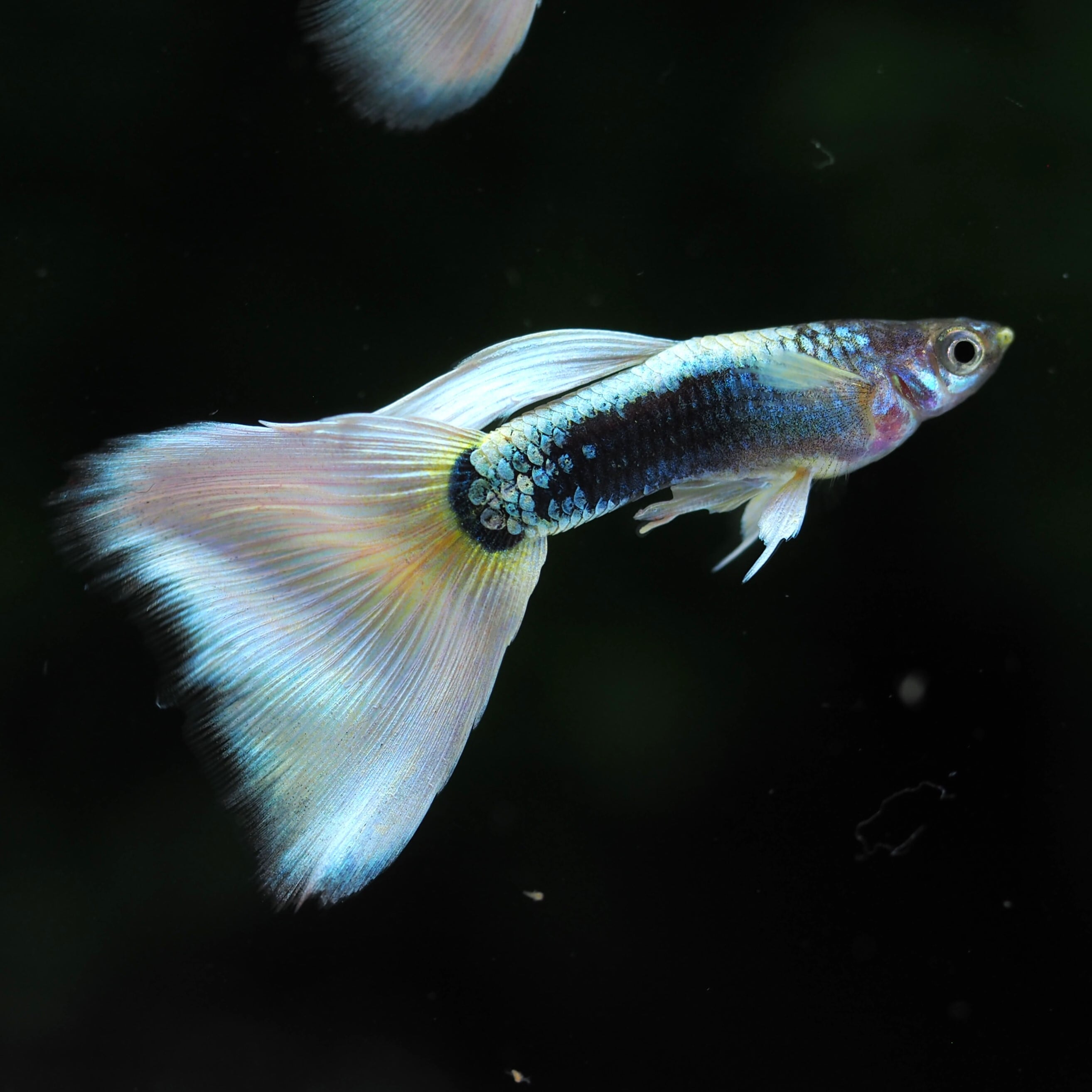 ゆう出品 じい ゆう】 adidas ZX 10000 43einhalb Joint Path Men's - GY5108 - US