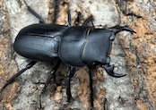 【WD】《ドルクス zhouchaoi(メンシウス ssp.) 28mm ペア》