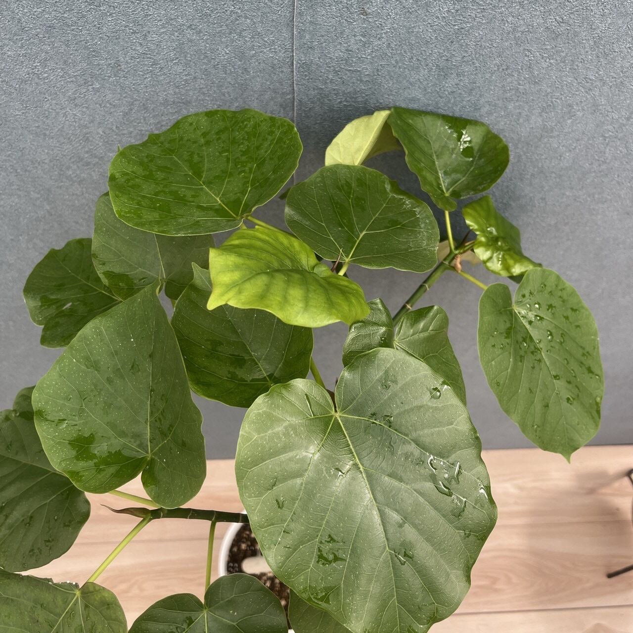 現品］M フィカス ウンベラータ 曲がり 7号 観葉植物 室内 ゴムの木