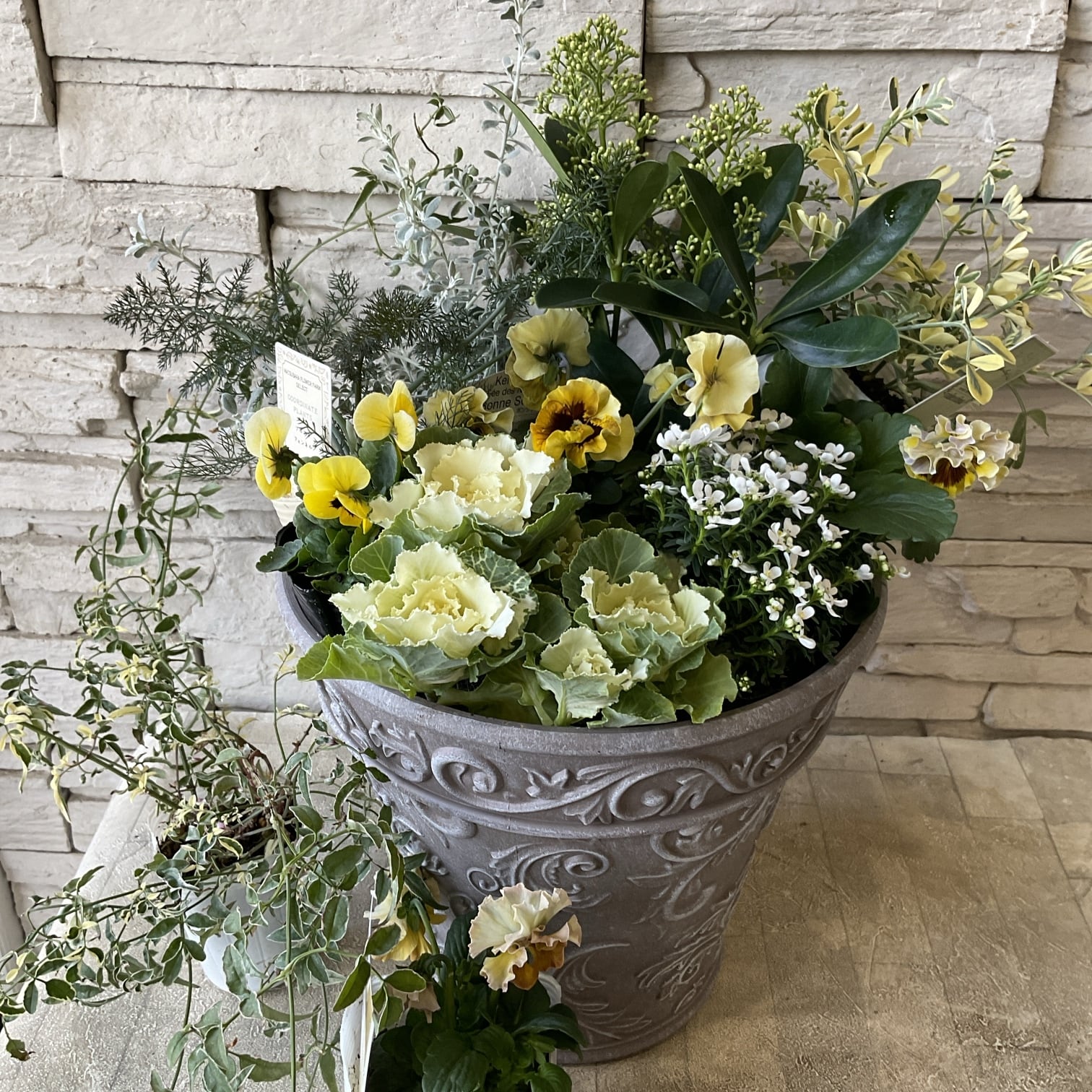 予約販売【自分で作る寄せ植えセット】セロシア スマートルックと