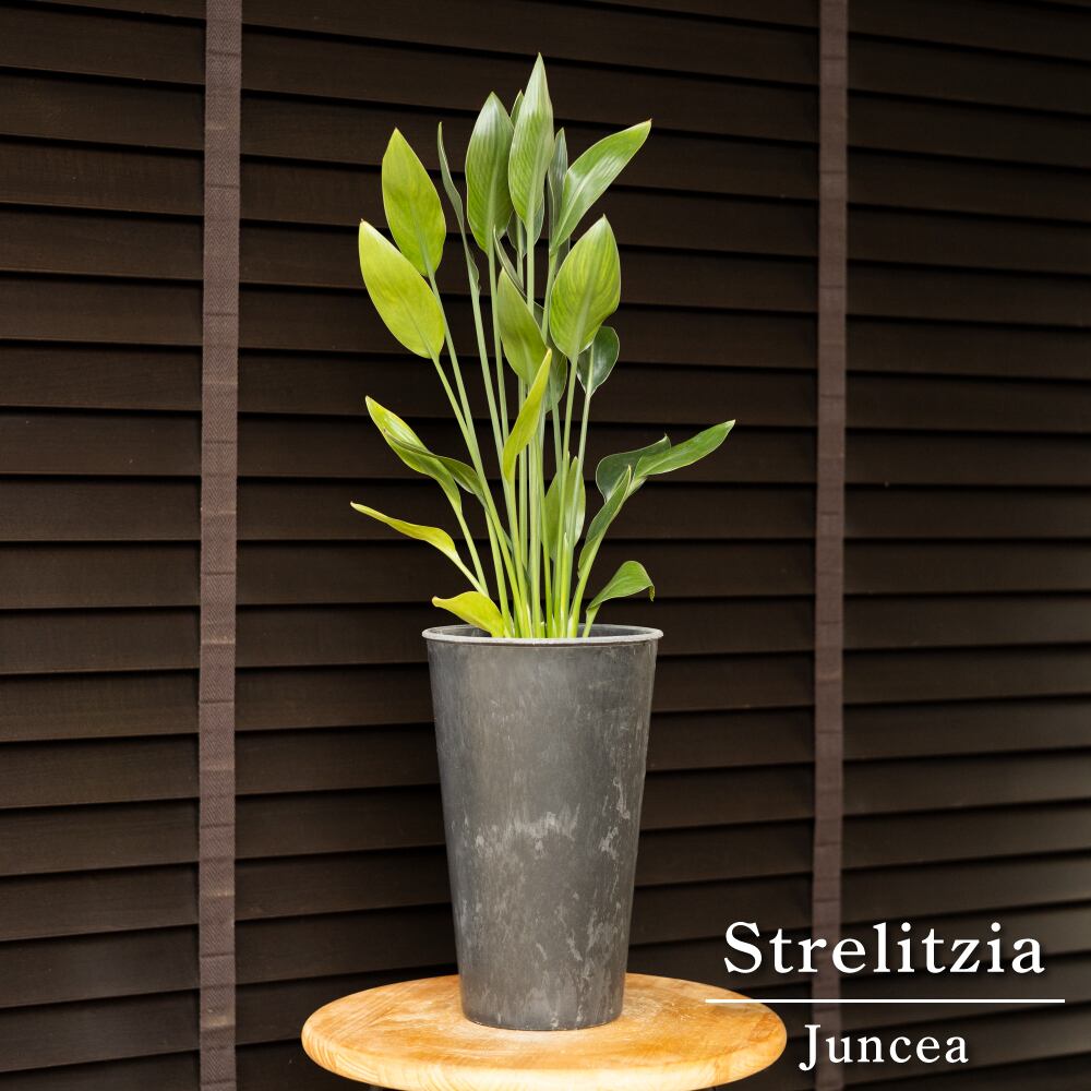 ストレリチア ユンケア ノンリーフ ロングポット オーガスタ 観葉植物