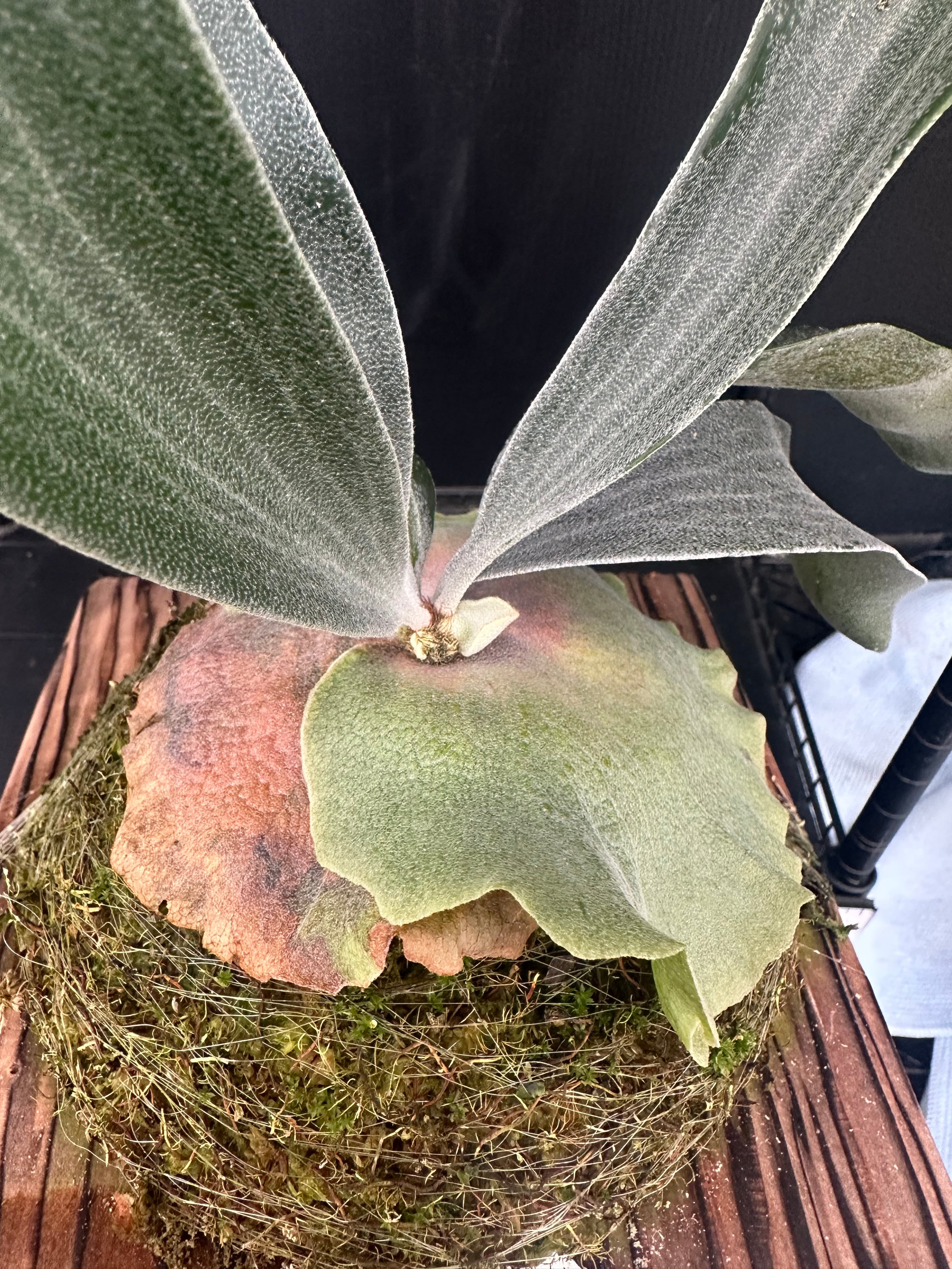 P.willinckii 'Monster moon' ×P.Blue monkey （sporeling） | 新垣洋