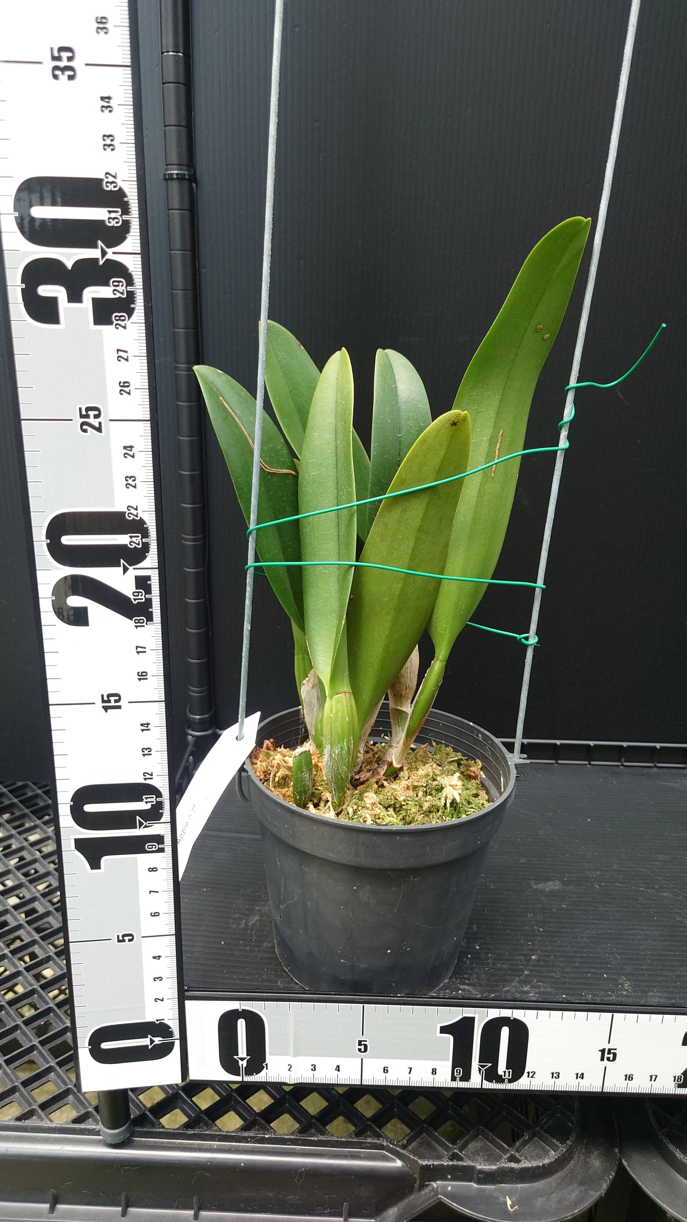 Rlc. Chunfong Apple 'Chief Jade' SM/TOGA | 新垣洋らん園