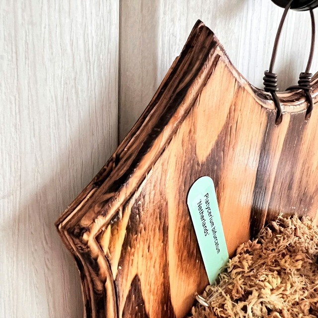 ビカクシダ ネザーランド 板付 【観葉植物 室内 コウモリラン】