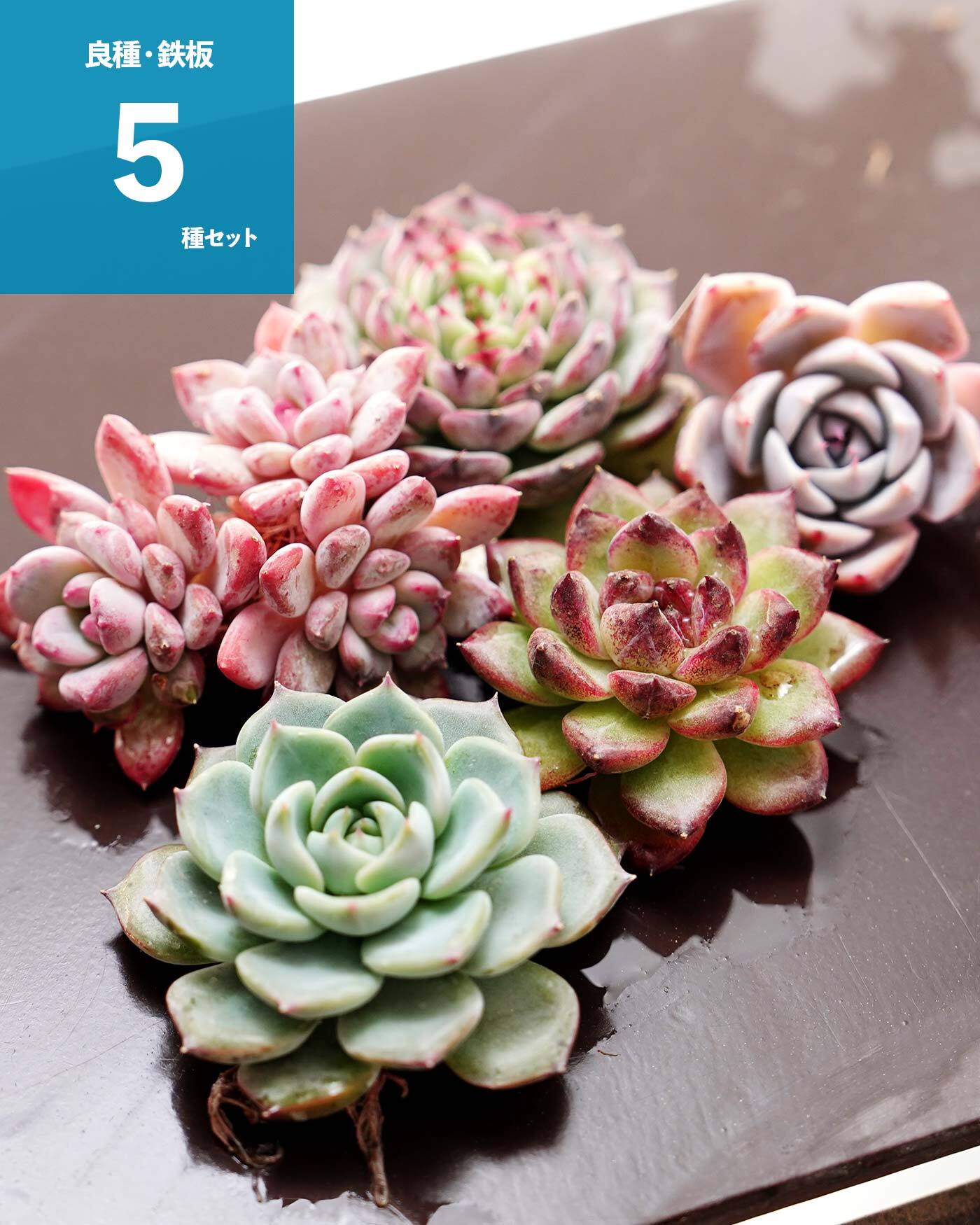 多肉植物 エケベリア ぼの苗 トリック・オア・トリート 子株付き