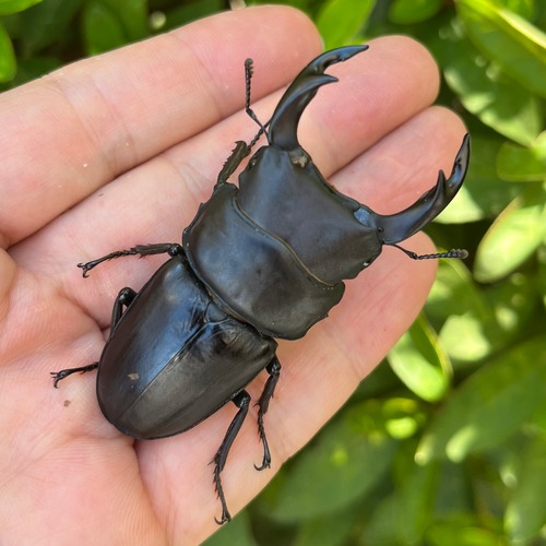 【希少産地・新成虫】茨城県稲敷郡産オオクワガタペアF1個体(♂67mm) #6240