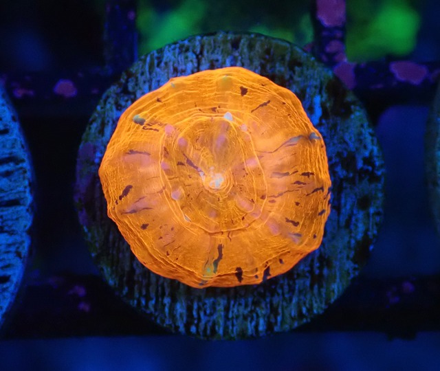 Scolymia Baby "WarPaint" 6