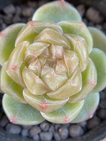 SALE❣️多肉植物 ドロサンテマム キラキラ 氷川 抜き苗 1株 | PAY ID