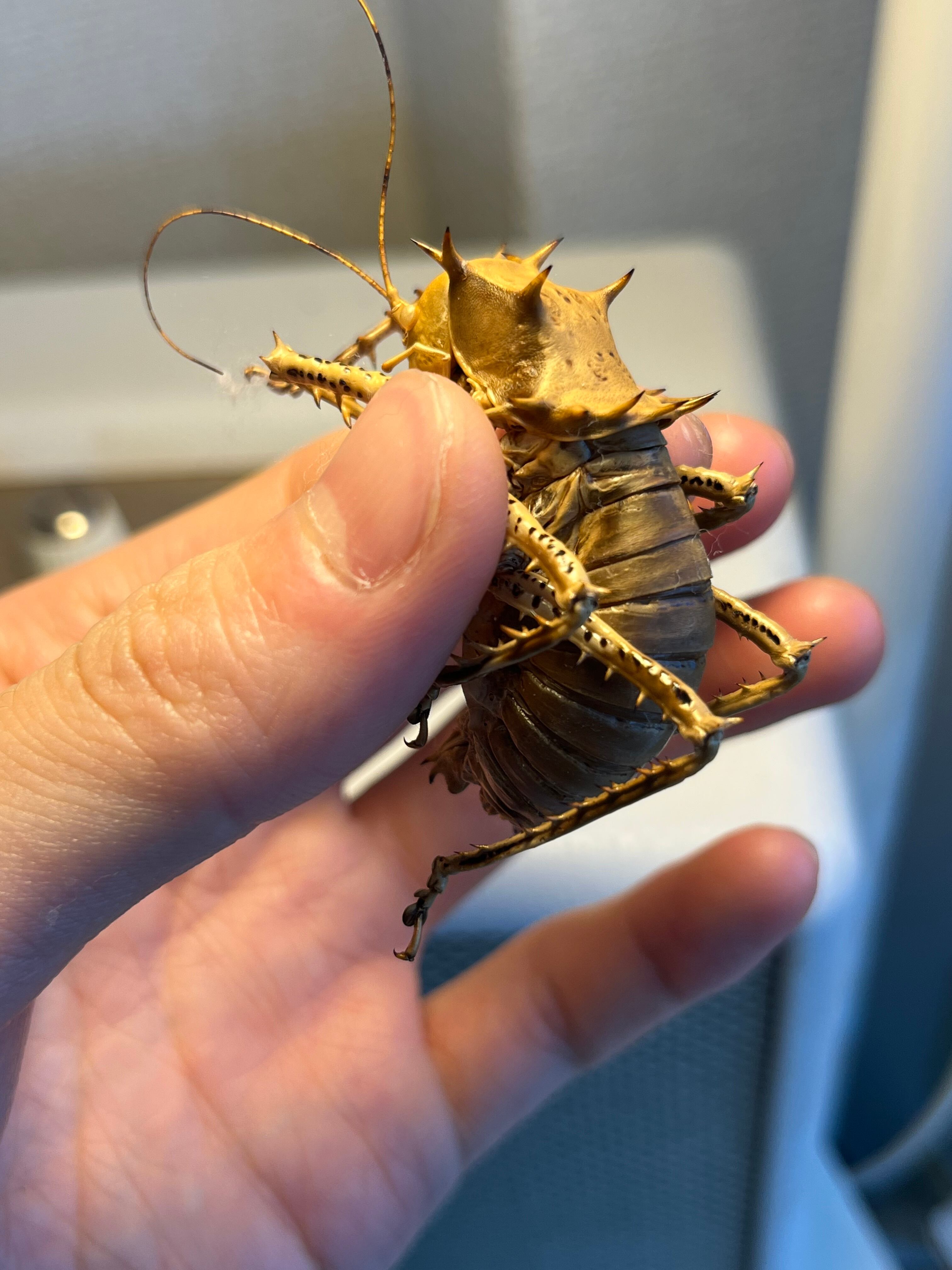 未展足】アーマードクリケット 武装コオロギ ドラゴンヘッドコオロギ