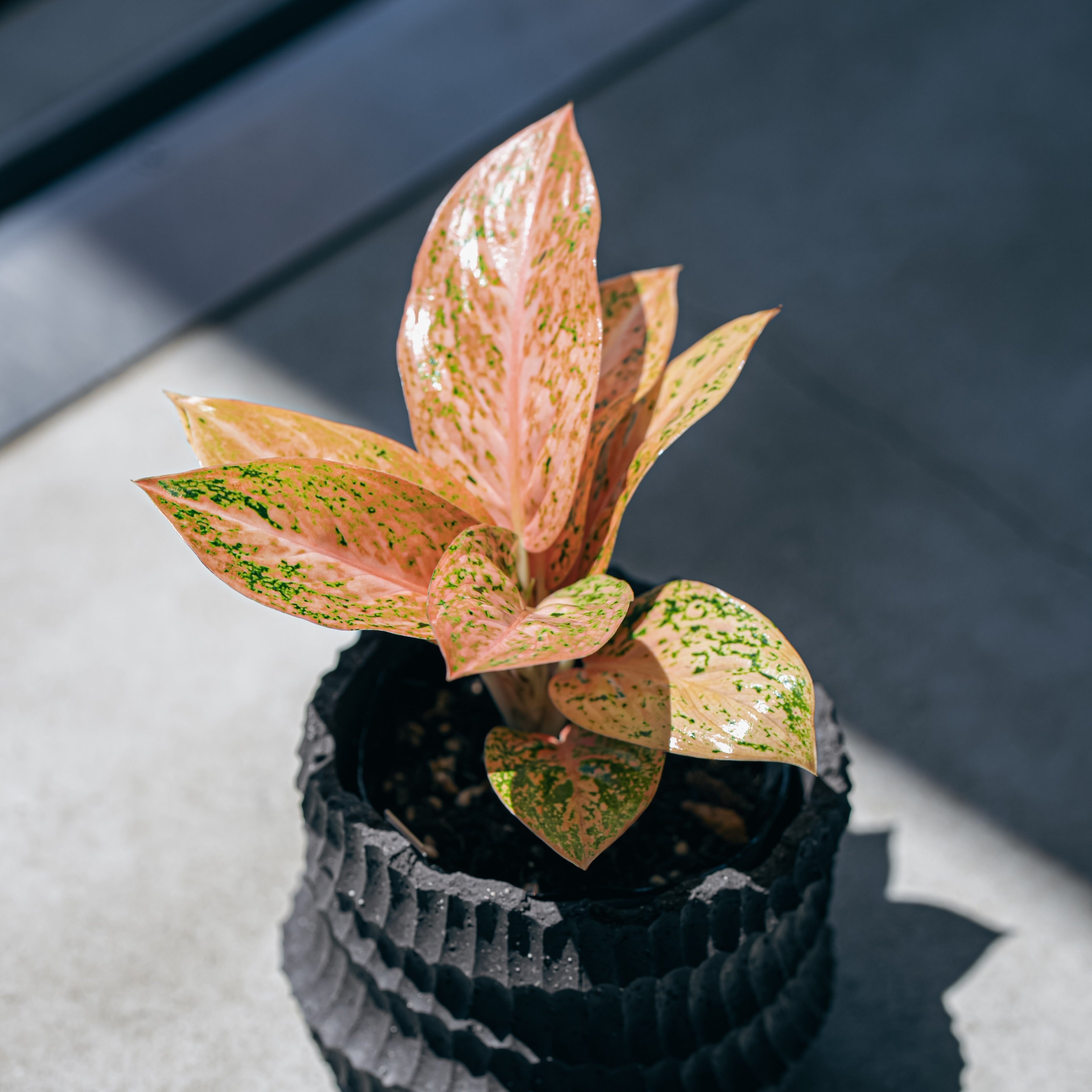アグラオネマ・オレンジスターダスト（Aglaonema 'Orange Stardust