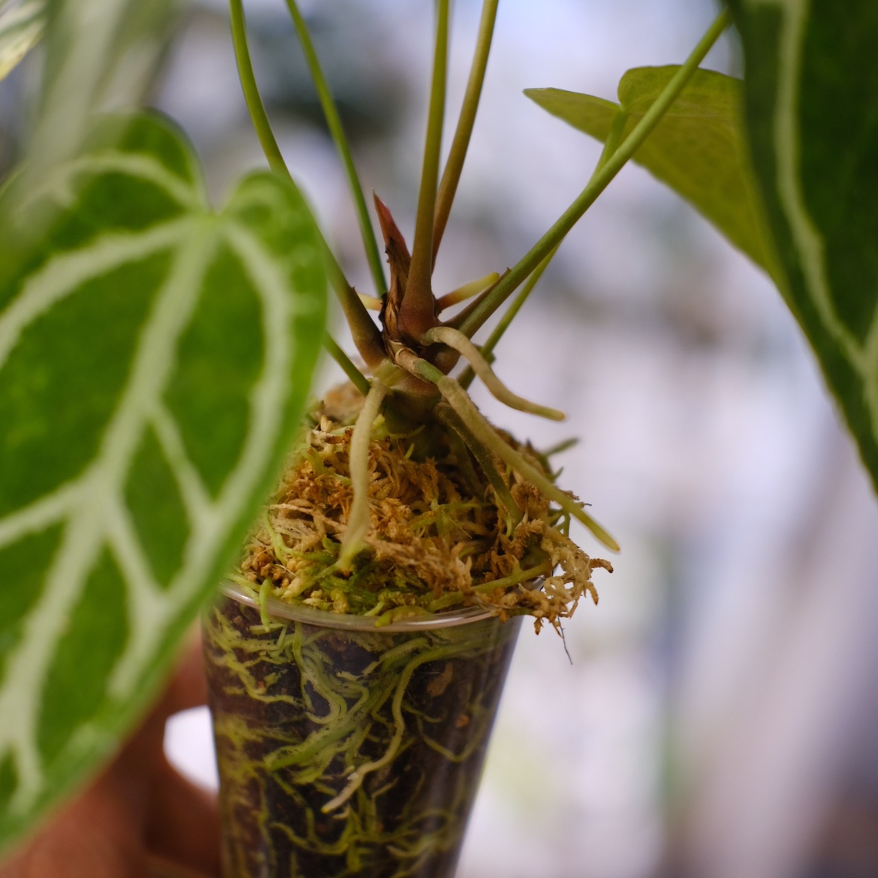 アンスリウム クリスタリナム × マグニフィカム⑥ / Anthurium