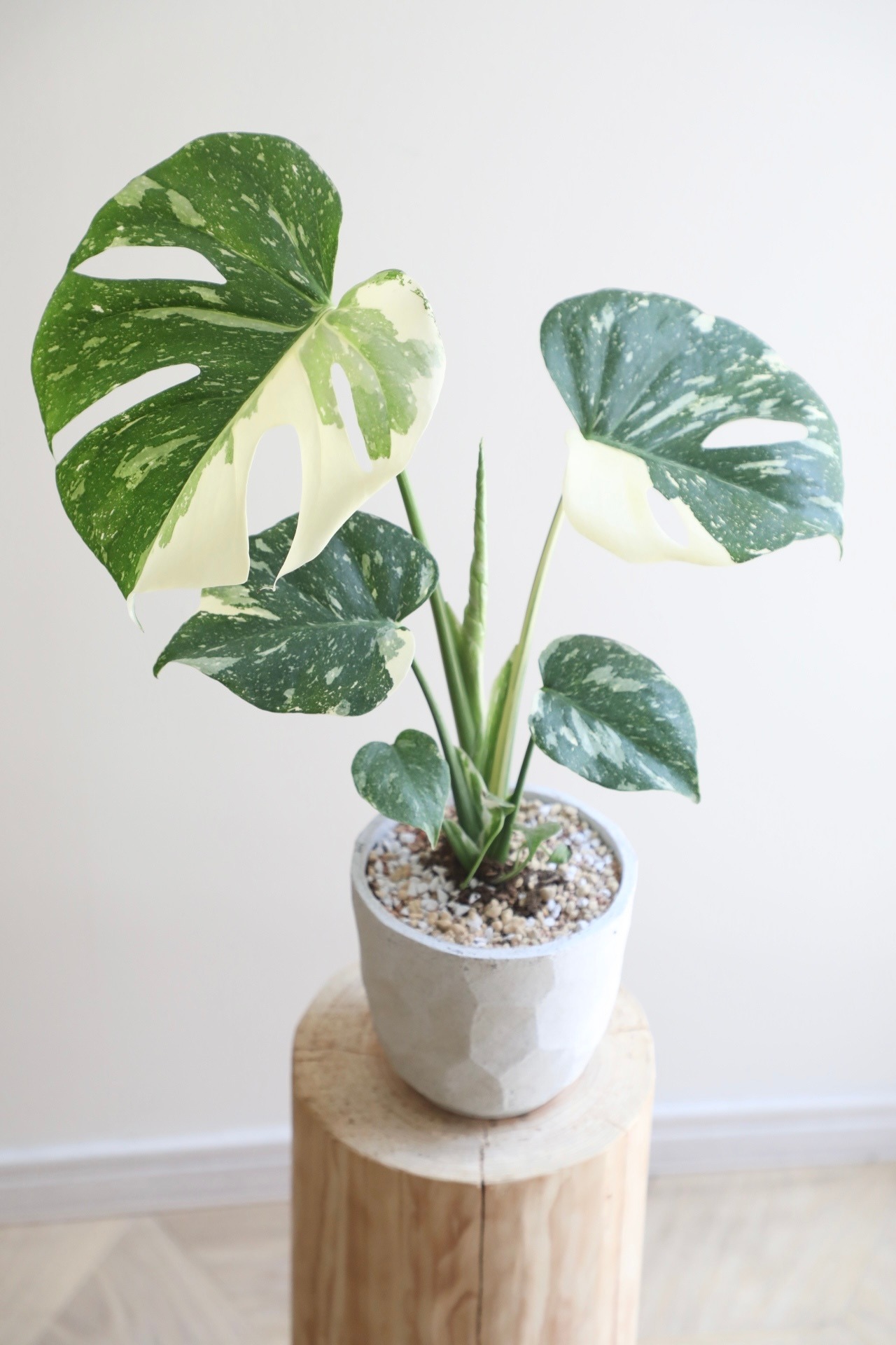 モンステラ タイコンステレーション/Monstera deliciosa ※陶器鉢付き
