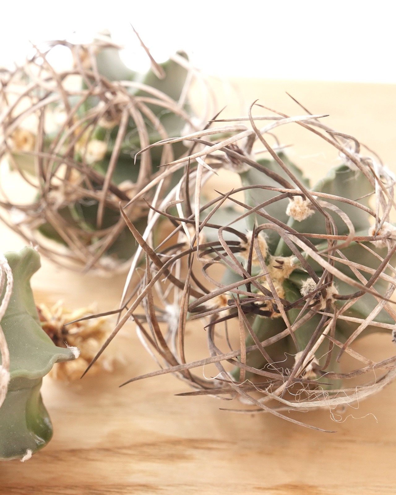 一部発根済カット苗 水牛大鳳玉 M Astrophytum capricorne var.crassispinum 'Suigyu'