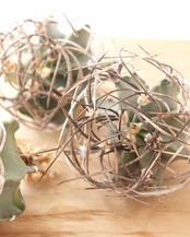 一部発根済カット苗 水牛大鳳玉 M Astrophytum capricorne var.crassispinum 'Suigyu'
