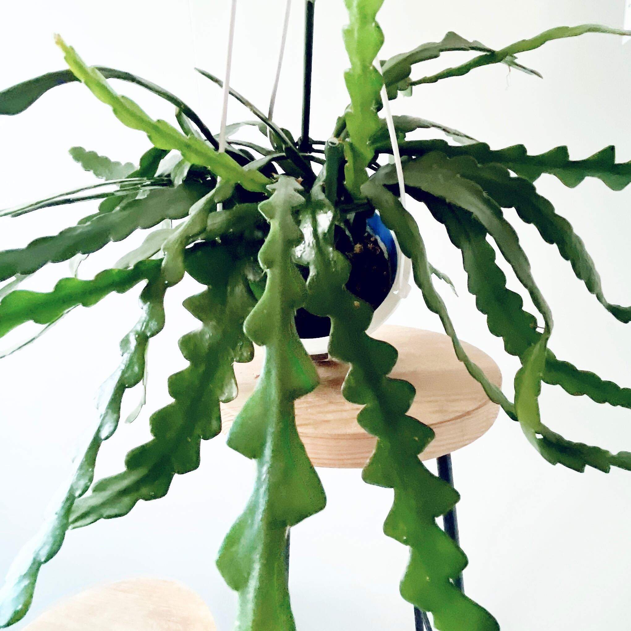 人気》フィッシュボーンカクタス ハンギング 観葉植物 calm cafe