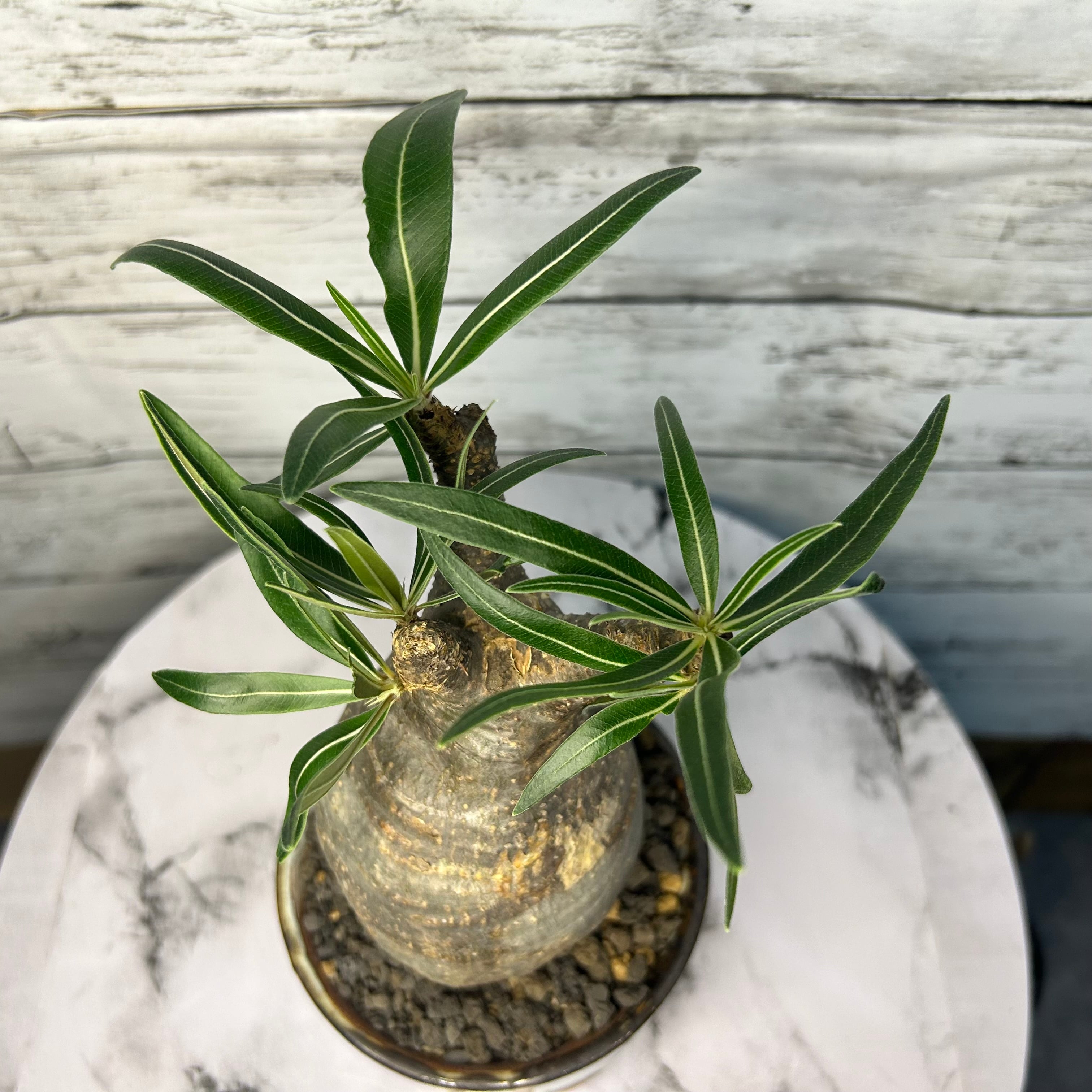 現地球 発根済み】パキポディウムグラキリス【良型 緑肌】① 【公式通販】