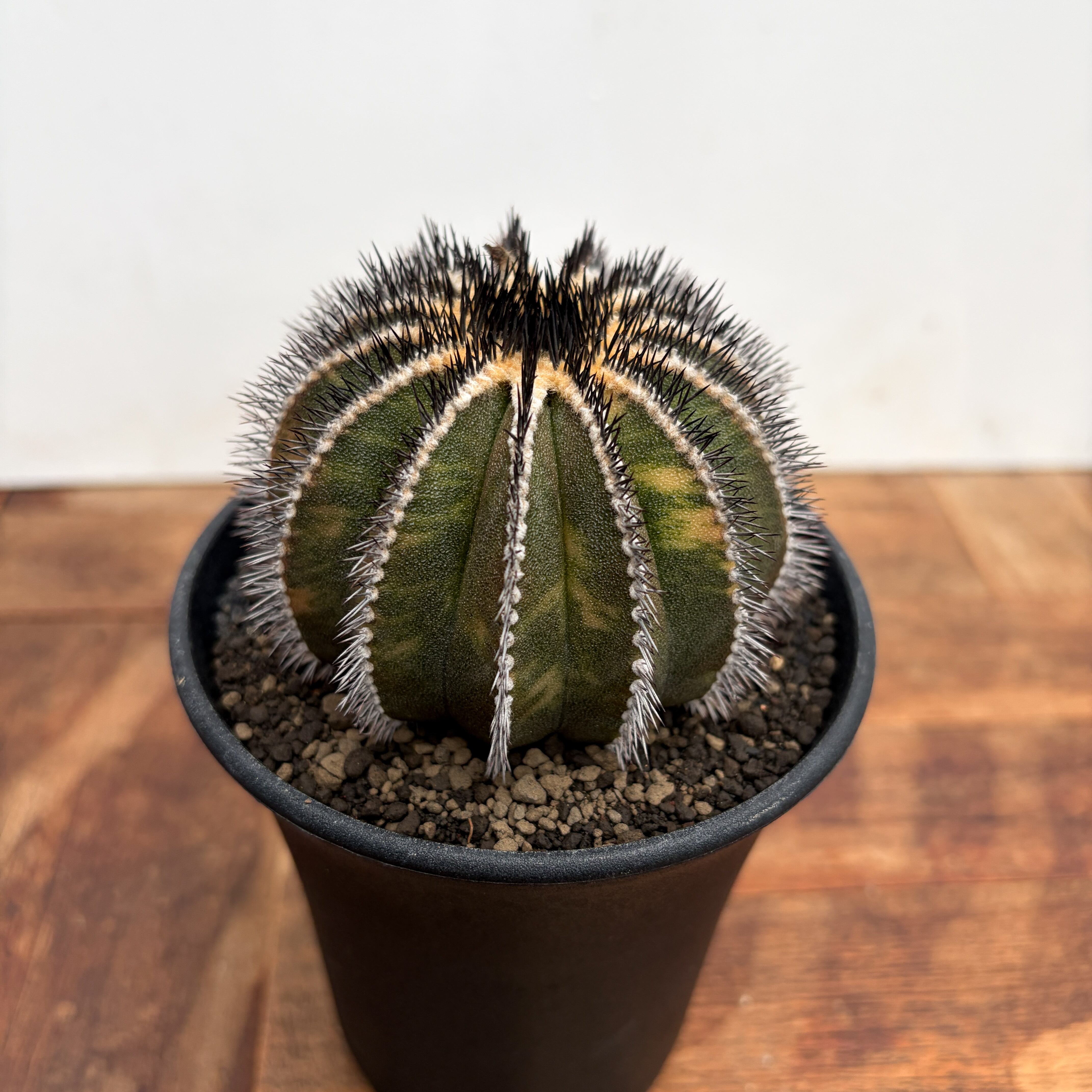 Storombocactus disciformis【ストロンボカクタス・菊水・実生
