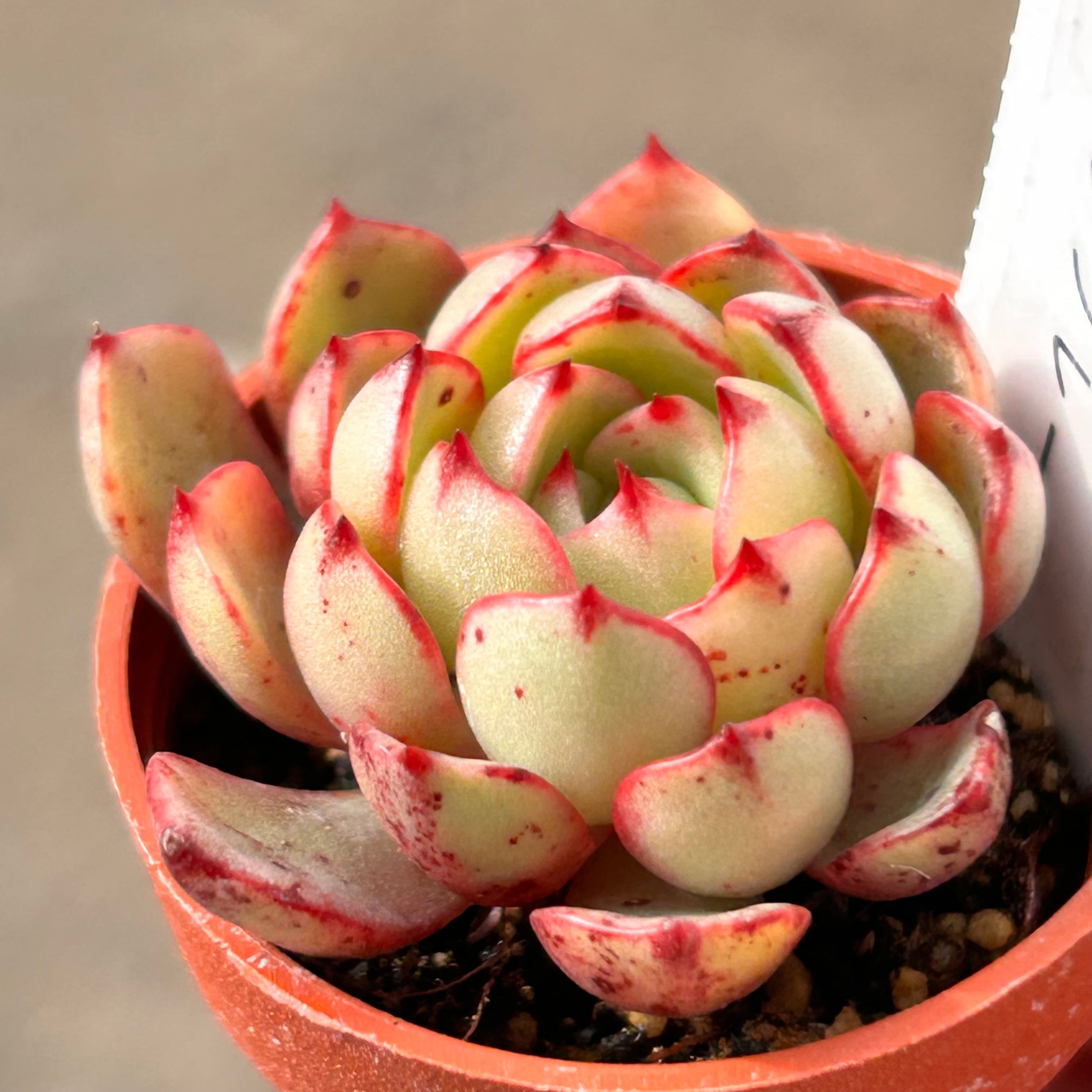 ハルビンゲリ・ホワイトアイス・マジックフレーム | RuPo 多肉植物専門店