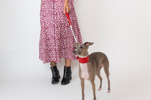Pippinoショートリード　red / イタグレ服