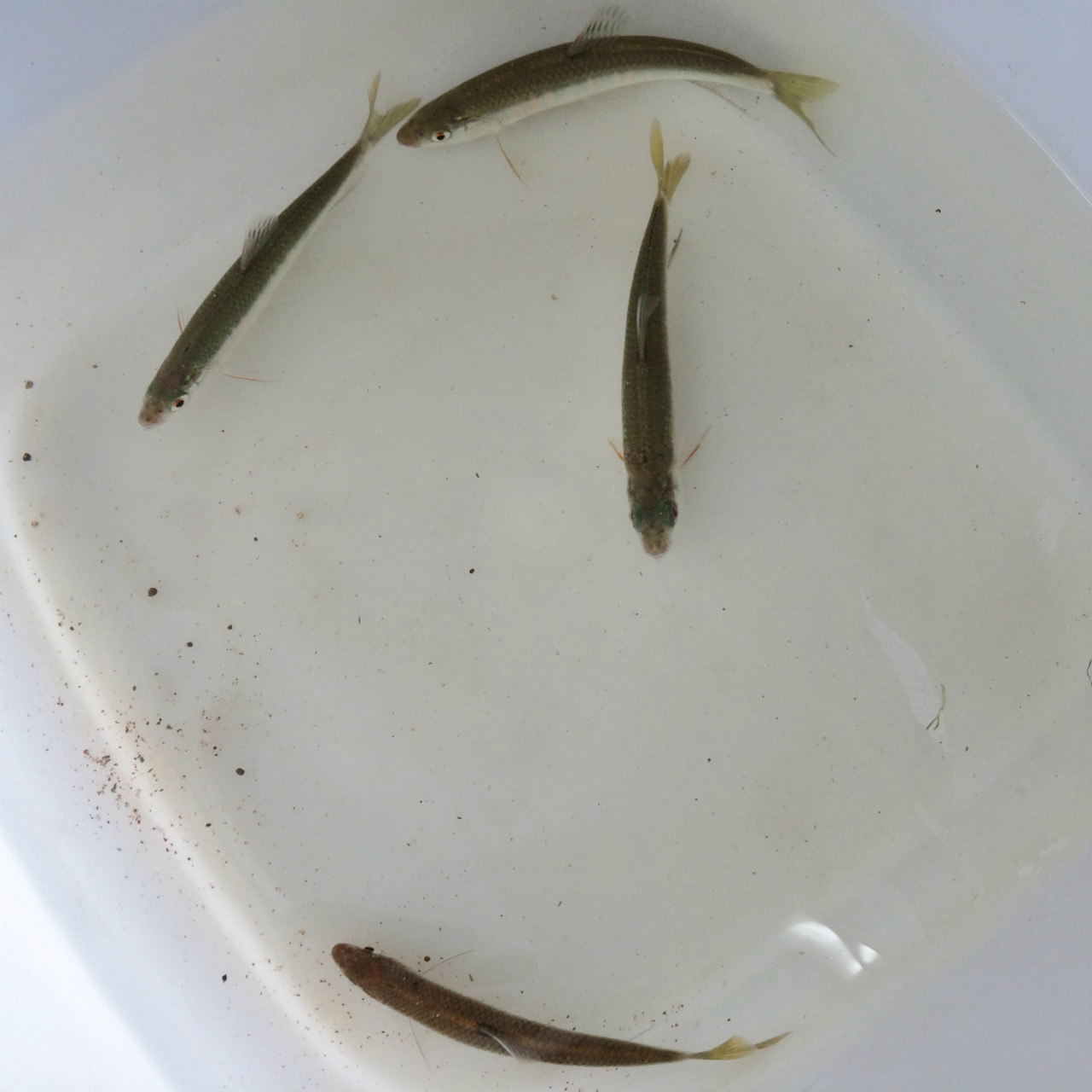 (特価)※セット販売※(淡水魚)オイカワ 7~12cm±(雌雄不問 3匹)【生体】