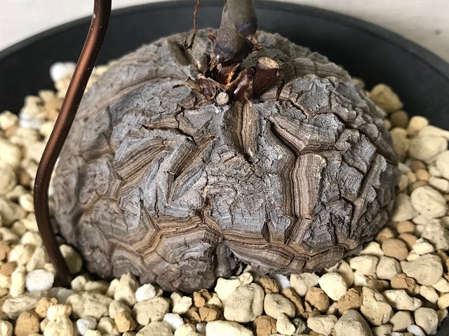 ディオスコレア エレファンティペス