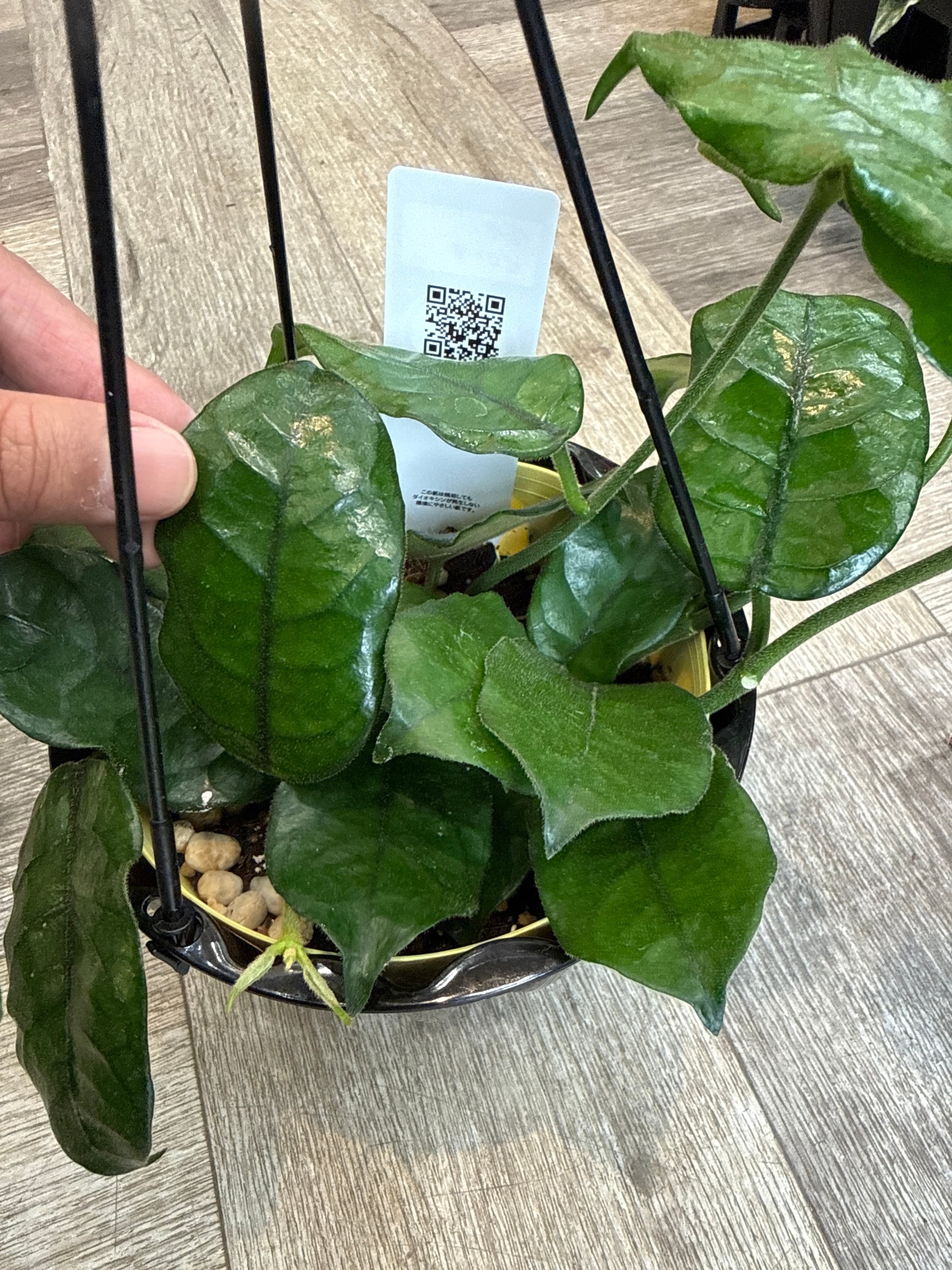 ルーチェさん専用　Hoya ホヤ3種 ホヤ ビローサ | Gardenえん 【観葉熱帯植物】
