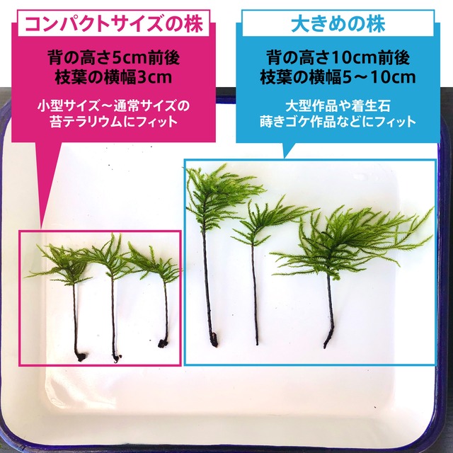 コウヤノマンネングサ Climacium Japonicum 苔テラリウム用人工栽培品種 5本パック 苔栽培とネット販売の西予苔園 せいよこけえん のオンラインショップ