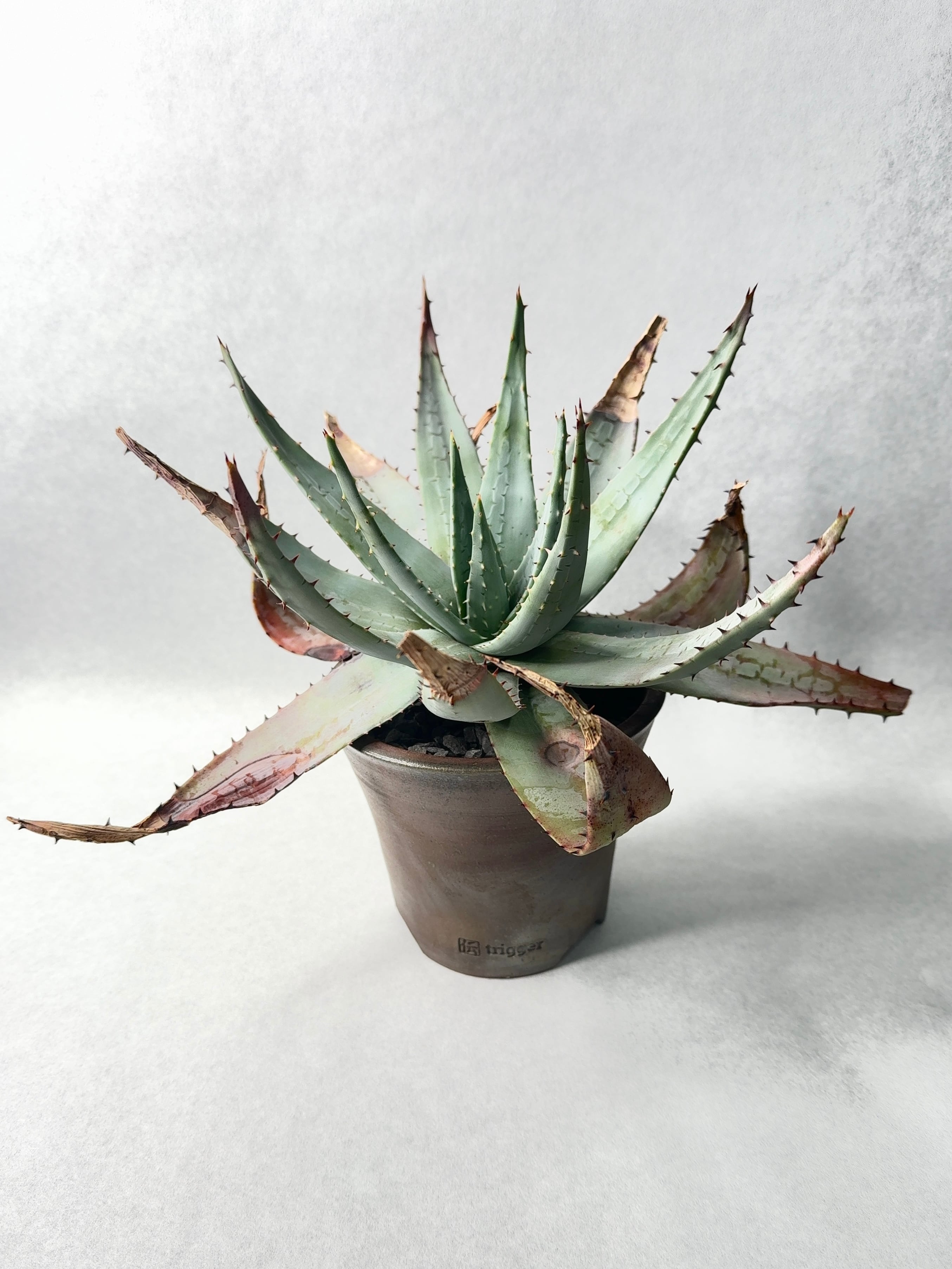 ユーフォルビア・メロフォルミス錦 | trigger