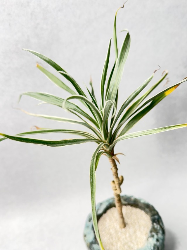 ドラセナ・ワーネッキー超極細葉