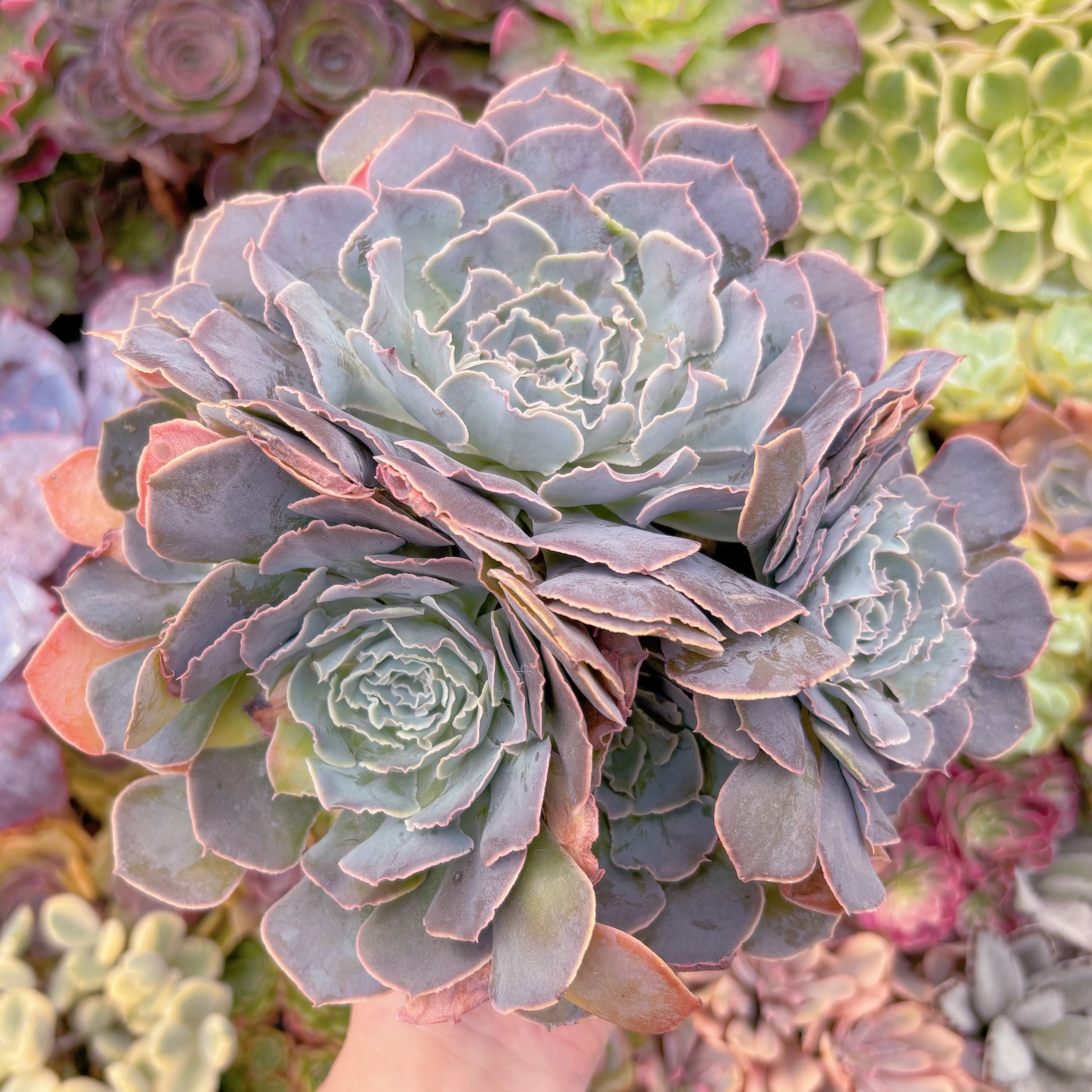 現品　スワンレイク#A86　特大群生　るる農園