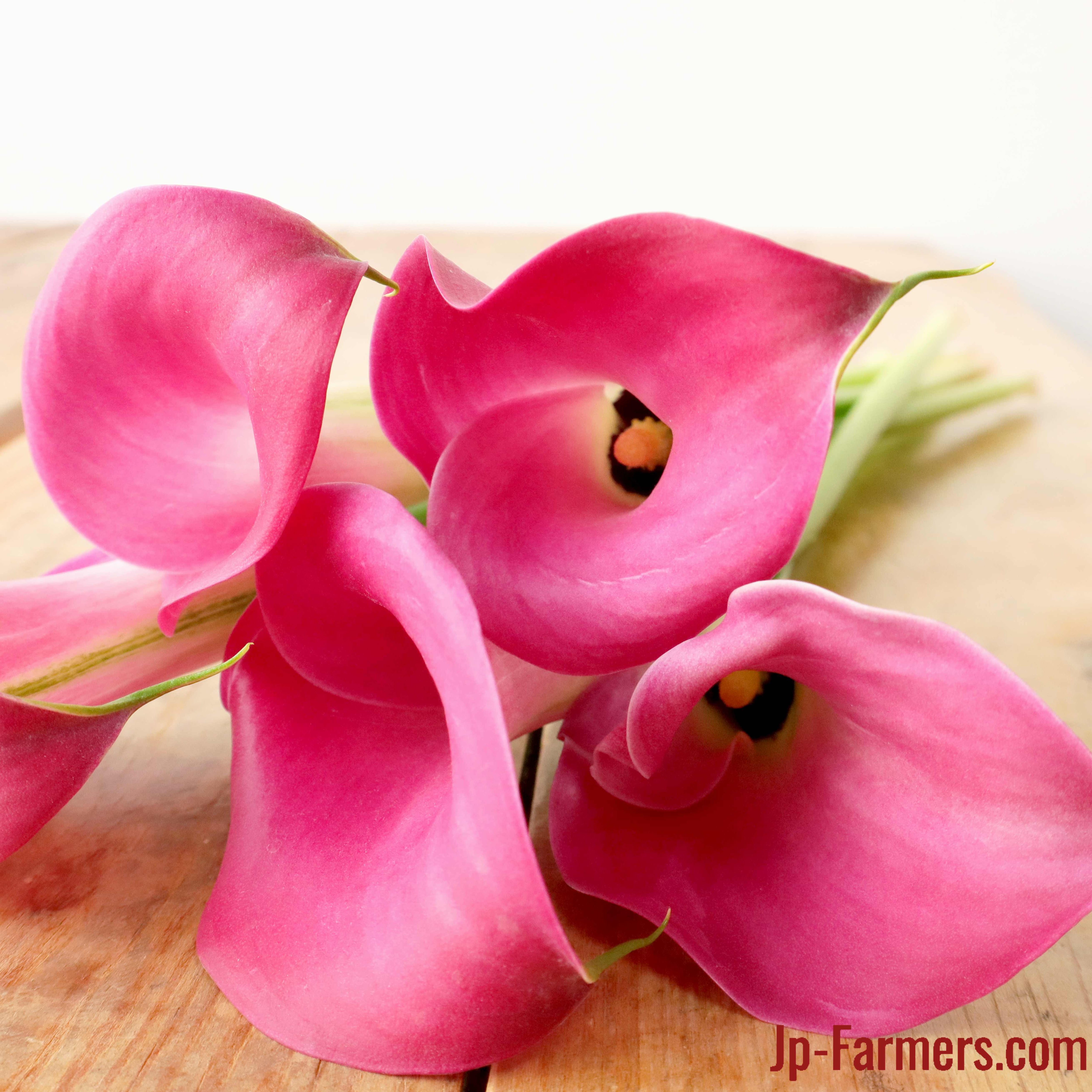 明るいピンク フラワースピリット カラー（ピンク） 20本 | 新鮮お花