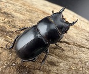 【ニセヒラタ箱】2026 New Year HAPPY BOX（お得箱） 59,999