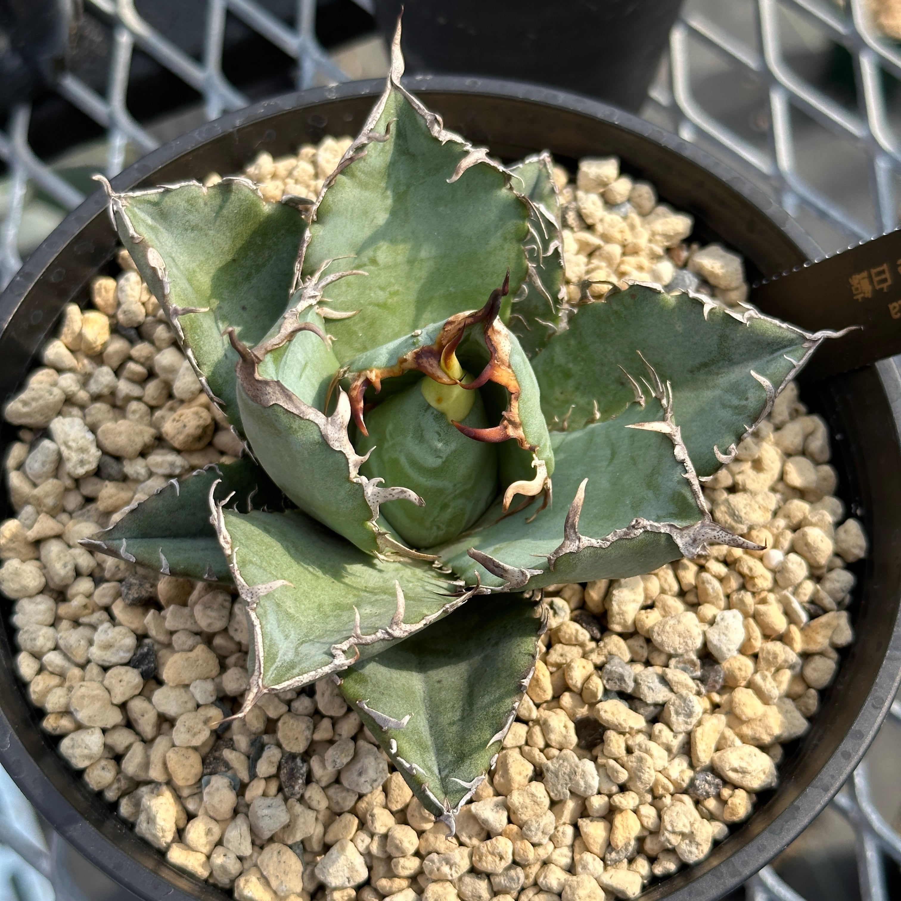 アガベ チタノタ　extra white thorn 子株 アガベ チタノタ extra white thorn 子株 アガベ シエラミクス