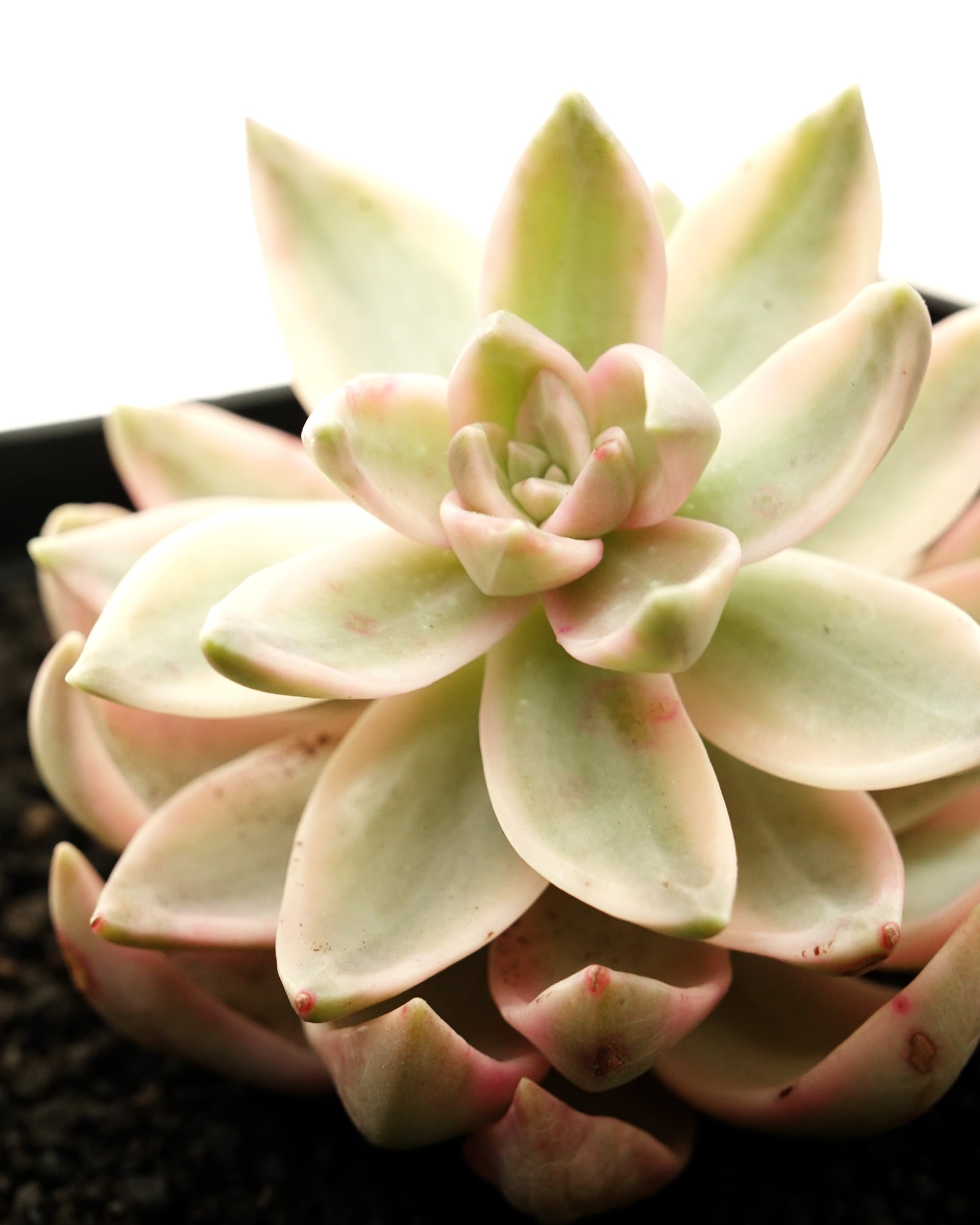 発根済カット苗 プリン錦 【日本初上陸？！】 Graptopetalum 'Pudding